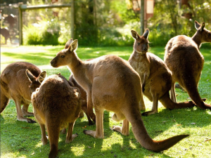 Yarra Valley Day Tour 
